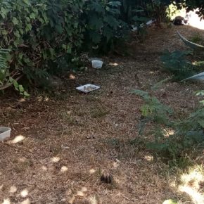 Ciudadanos alerta de “una plaga de ratas y gatos con pulgas” en la barriada de la Oliva